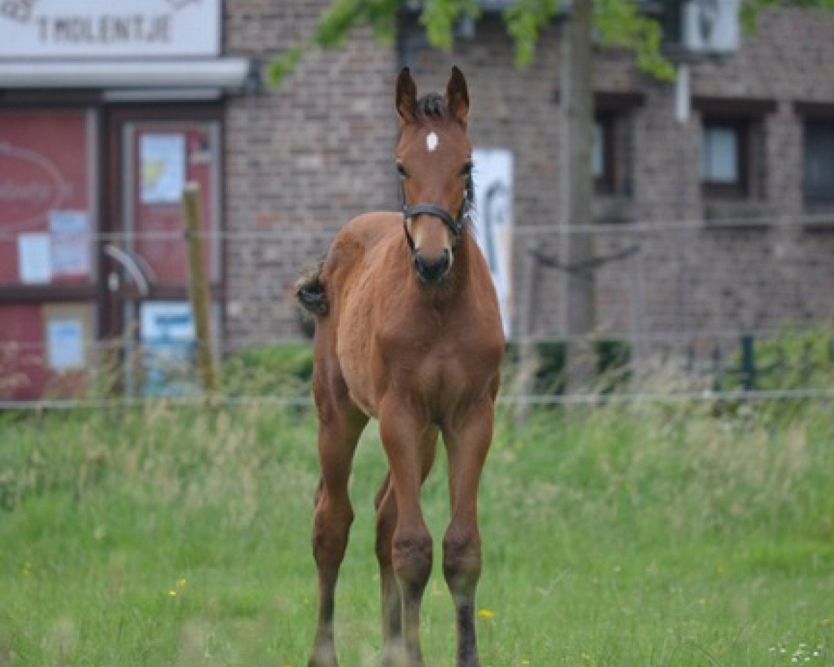 jumper Milana van de Kompen (Belgian Warmblood, 2012, from Goldfever 3)