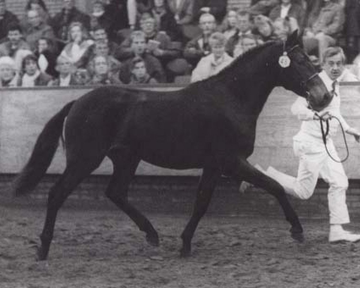 stallion Priory John Ross (New Forest Pony, 1989, from Priory Tickled Pink)