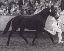 Deckhengst Priory John Ross (New-Forest-Pony, 1989, von Priory Tickled Pink)