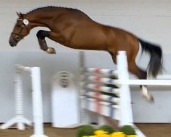 stallion Caramell (Oldenburg show jumper, 2012, from Casiro I)