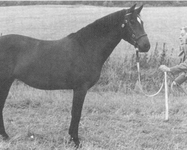 Zuchtstute Priory Sue Ellen (New-Forest-Pony, 1981, von Priory Post Box)