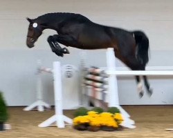 jumper Balaton 18 (Oldenburg show jumper, 2012, from Balou du Rouet)