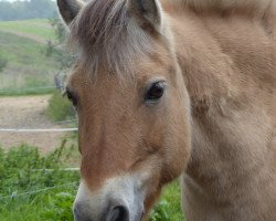 broodmare Julika (Fjord Horse, 1992, from Jon Halsnæs)