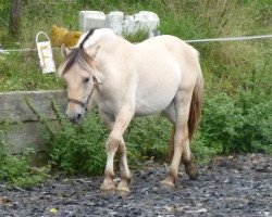 horse Kerbel (Fjord Horse, 2011, from Koljar)