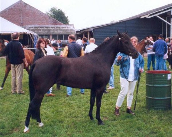 Zuchtstute Hamlet's Maybelle (New-Forest-Pony, 1994, von Oosterbroek Sergio)