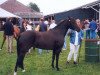 broodmare Hamlet's Maybelle (New Forest Pony, 1994, from Oosterbroek Sergio)