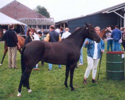 broodmare Hamlet's Maybelle (New Forest Pony, 1994, from Oosterbroek Sergio)