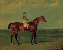 stallion Memnon xx (Thoroughbred, 1822, from Whisker xx)