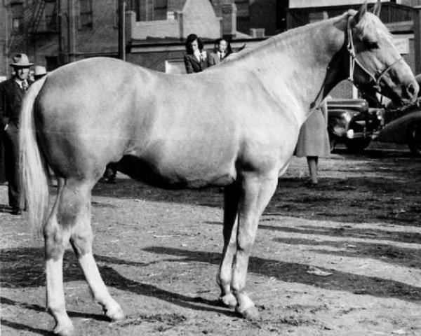 Deckhengst Question Mark (Quarter Horse, 1937, von Plaudit)