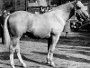 stallion Question Mark (Quarter Horse, 1937, from Plaudit)