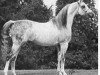 stallion Amerigo ox (Arabian thoroughbred, 1962, from Ferseyn ox)