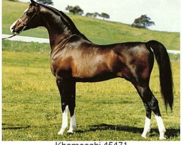 stallion Khemosabi ox (Arabian thoroughbred, 1967, from Amerigo ox)