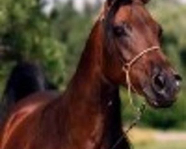 broodmare Hi-Fashion Hitesa ox (Arabian thoroughbred, 1983, from El Hilal ox)