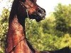 stallion Ibn El Mareek ox (Arabian thoroughbred, 1982, from El Mareekh 1975 EAO)