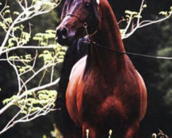 stallion Hi-Fashion Mreekh ox (Arabian thoroughbred, 1987, from Ibn El Mareek ox)