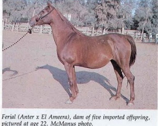 Zuchtstute Ferial EAO (Vollblutaraber, 1961, von Anter 1946 EAO)