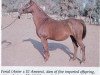 broodmare Ferial EAO (Arabian thoroughbred, 1961, from Anter 1946 EAO)