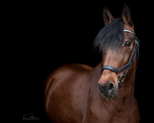 Pferd Kora (Polnisches Pony, 2010)