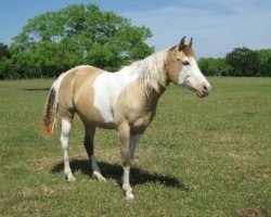 Zuchtstute HM Sassie Suzy Q (Paint Horse, 1998, von Moniet el Badi ox)