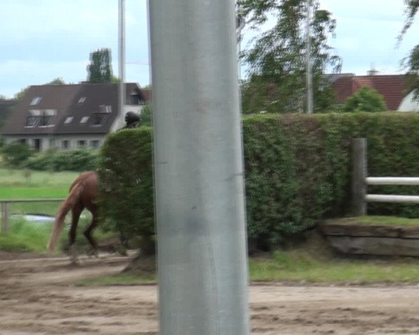 Reitturnier und Kreismeisterschaften Neuss-Uedesheim 2021