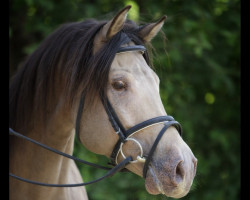 Deckhengst HM Topaz Mareekk (Arabisches Halbblut / Partbred, 2009, von In Fashion Mreekh ox)