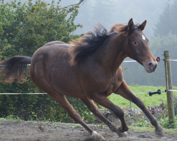 Zuchtstute A Tiny Earthquake (Appaloosa, 2013, von Earthquake Ike)