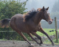 Pferd A Tiny Earthquake (Appaloosa, 2013, von Earthquake Ike)