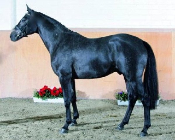 stallion Secano (Holsteiner, 2004, from Sevillano xx)