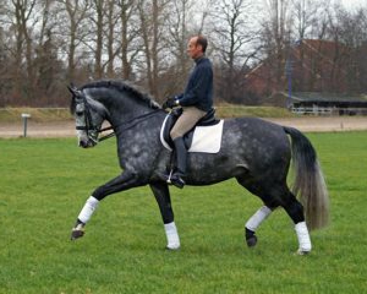 Deckhengst Royal Dream (Oldenburger, 1999, von Royal Diamond)