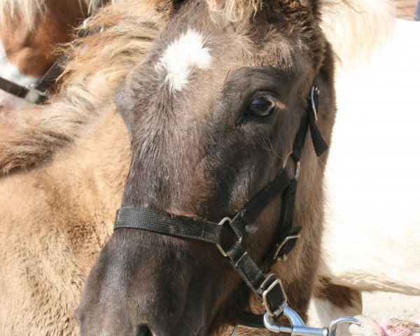 horse Harri vom Sulzhof (Iceland Horse, 2014, from Skype vom Sulzhof)