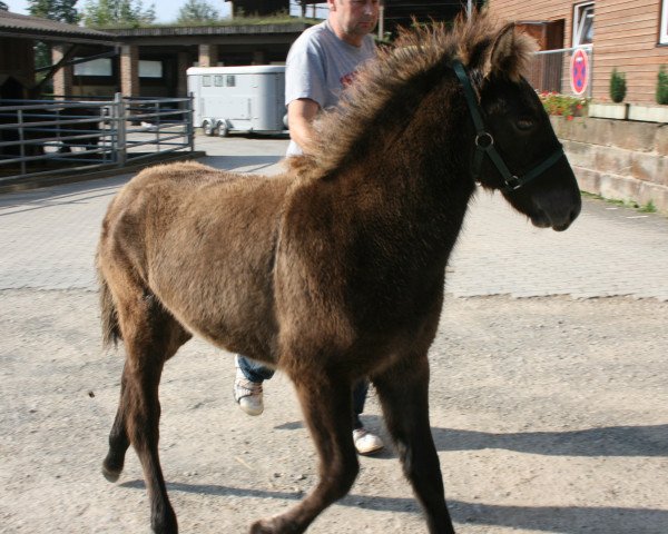 stallion Patti vom Sulzhof (Iceland Horse, 2014, from Skype vom Sulzhof)