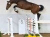 jumper Lyritz (Oldenburg show jumper, 2012, from Lyjanero)