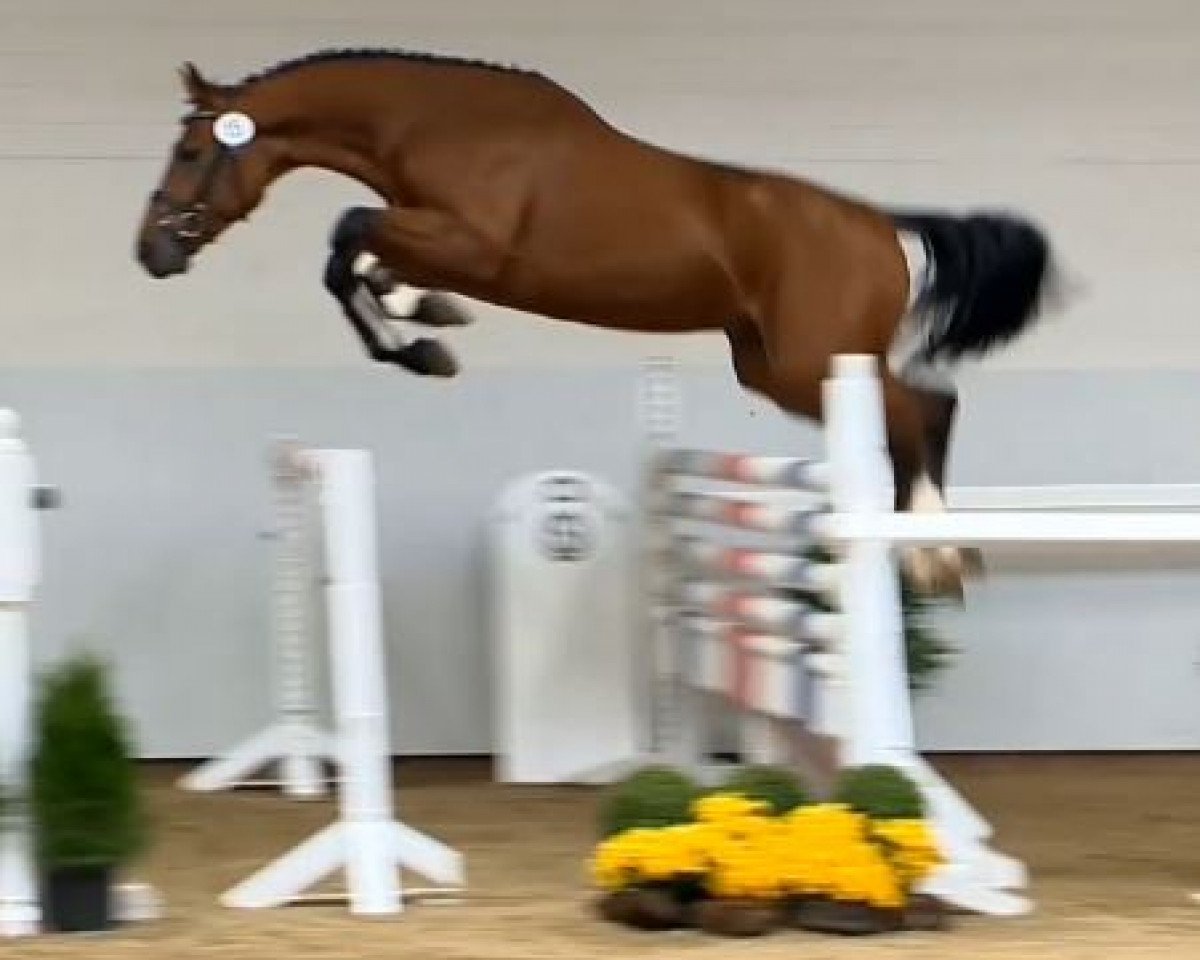 Springpferd Little Joe 435 (Oldenburger Springpferd, 2012, von Los Angeles)