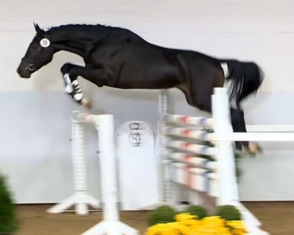 jumper Heaven Quality (Dutch Warmblood, 2012, from Connor 48)