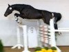 jumper Heaven Quality (KWPN (Royal Dutch Sporthorse), 2012, from Connor 48)