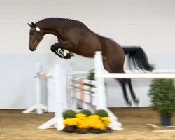 jumper Casanova 519 (Oldenburg show jumper, 2012, from Con Chello)