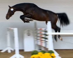 jumper Carreras 14 (Oldenburg show jumper, 2012, from VDL Cardento 933)