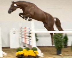 horse Up to Future (Oldenburg show jumper, 2012, from Up To Date)