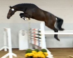 jumper Hengst von Favorit ter Putte/ Arpeggio (Oldenburg show jumper, 2012, from Favorit Ask)