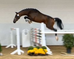 jumper Cashmire (Oldenburg show jumper, 2012, from Cola Zero)