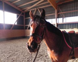 jumper Da Ronjas Beauty (Hanoverian, 2006, from Danone 4)