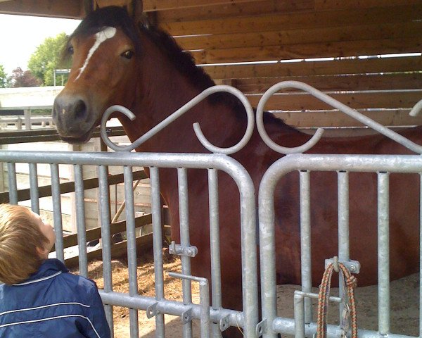 Pferd Amor (Welsh-Cob (Sek. D), 2009)