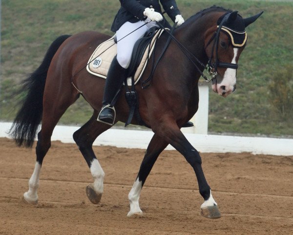 dressage horse Dunja Hill (Bavarian, 1996, from Dunhill)