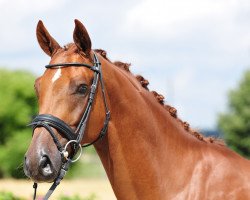 dressage horse Dubai Creak (Hanoverian, 2009, from Desperados FRH)