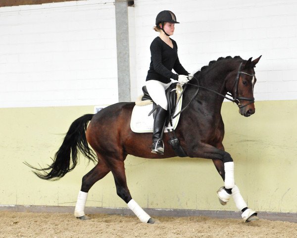 dressage horse Fior da Liso (Hanoverian, 2009, from Fürst Grandios)