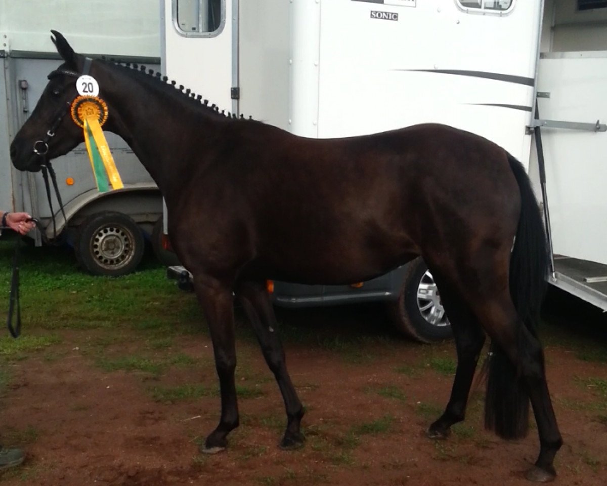 broodmare Strahlemann's Dejá-Vu (German Riding Pony, 2011, from Strahlemann)