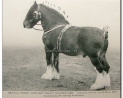 Deckhengst Grange Wood Cliffords What's Wanted (Shire, 1948, von Lillingstone What's Wanted)