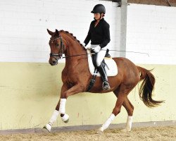 dressage horse For Mali (Oldenburg, 2010, from Fidertanz)