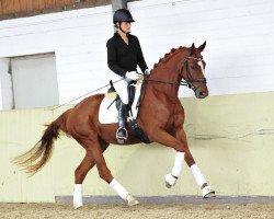 dressage horse Safira In Love (Hannoveraner, 2011, from Shakespeare in Love)