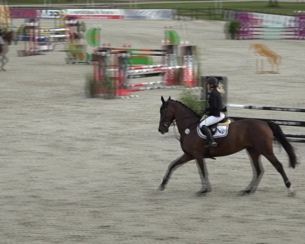 Reitturnier Westergellersen 2021